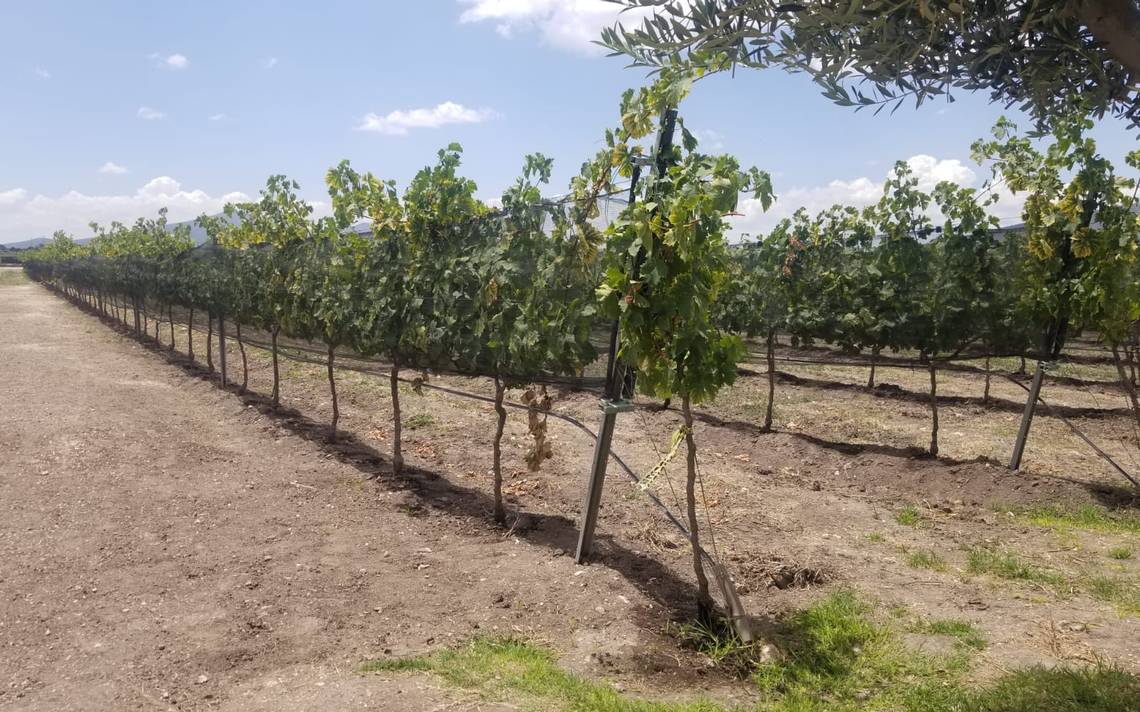 Viñedos Sanjuanenses Importantes En La Región El Sol De San Juan Del Río Noticias Locales 0779